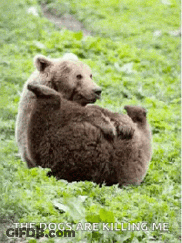 A Brown Bear Is Laying On Top Of A Baby Bear In A Field . GIF