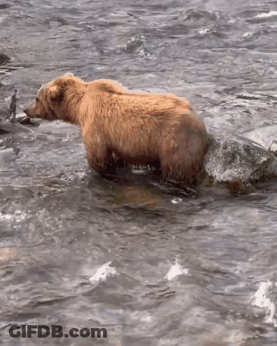 A Brown Bear Standing In A Body Of Water With A Rock In Its Mouth GIF