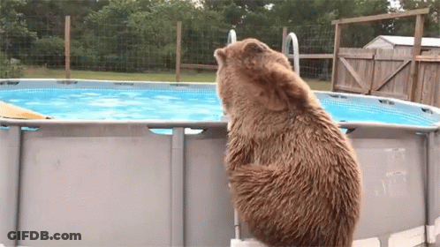 A Brown Bear Standing On A Ladder Next To A Pool GIF