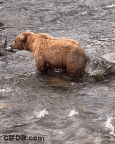 A Brown Bear Standing On A Rock In A River GIF