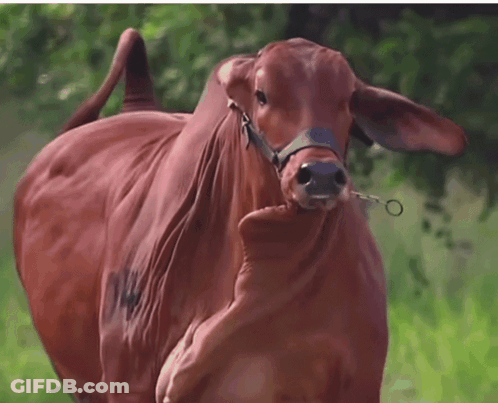 A Brown Cow With A Bridle Around Its Neck Is Standing In A Field GIF