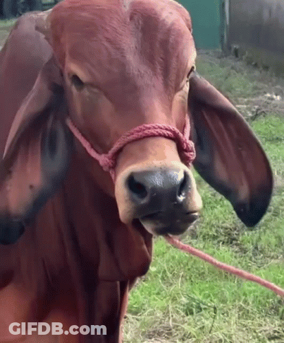 A Brown Cow With A Red Rope Around Its Neck Looks At The Camera GIF