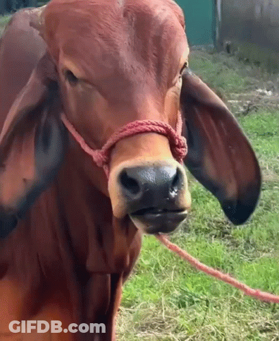A Brown Cow With A Red Rope Around Its Neck Looks At The Camera GIF