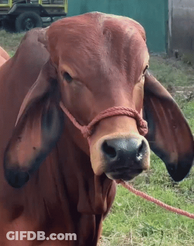 A Brown Cow With A Rope Around Its Neck Is Looking At The Camera GIF