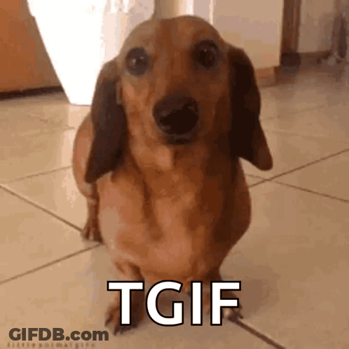 A Brown Dachshund Is Standing On A Tiled Floor With The Words Tgif Written On It . GIF