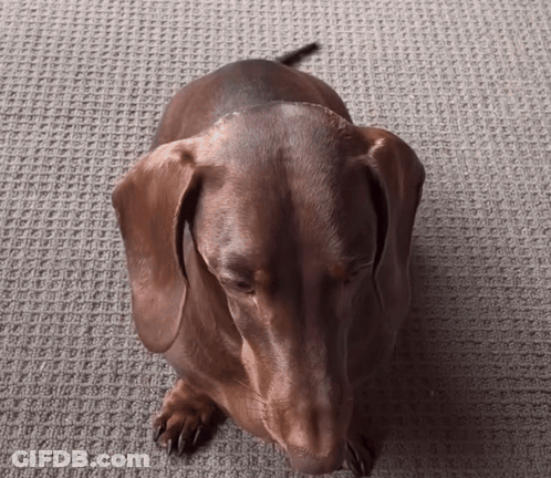 A Brown Dachshund Laying On A Carpet Looking Up GIF