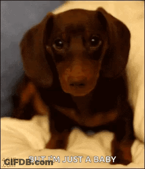 A Brown Dachshund Puppy Is Sitting On A Bed With The Words `` But I 'M Just A Baby '' . GIF