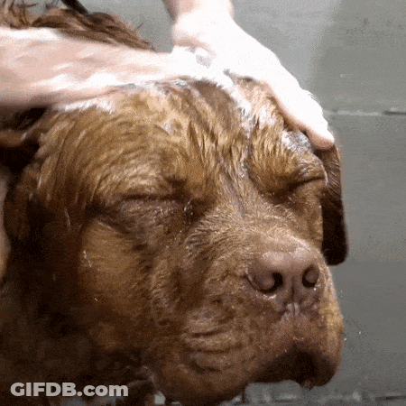 A Brown Dog Is Being Bathed By A Person GIF