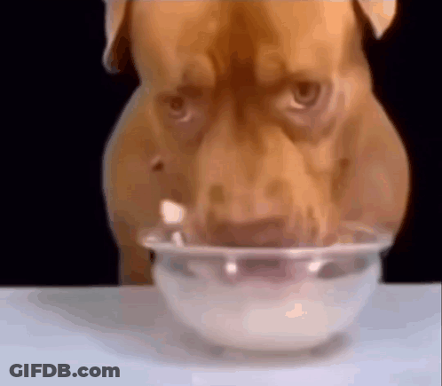 A Brown Dog Is Drinking Milk From A Clear Bowl . GIF