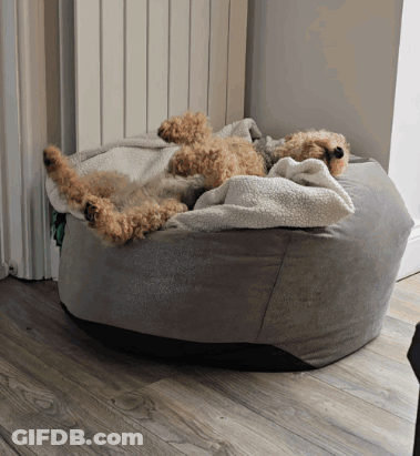 A Brown Dog Is Laying On A Bean Bag Chair GIF