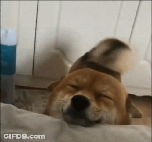 A Brown Dog Is Laying On A Bed With Its Eyes Closed . GIF