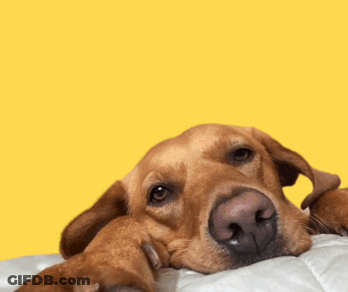A Brown Dog Is Laying On A Bed With The Words Good M Written Above It GIF