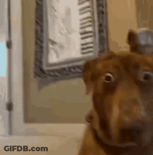 A Brown Dog Is Looking At The Camera In Front Of A Clock . GIF