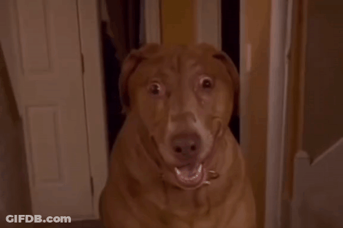 A Brown Dog Is Making A Funny Face While Looking At The Camera GIF