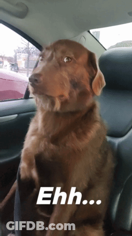 A Brown Dog Is Sitting In The Back Seat Of A Car With The Word Ehh On The Bottom Right GIF
