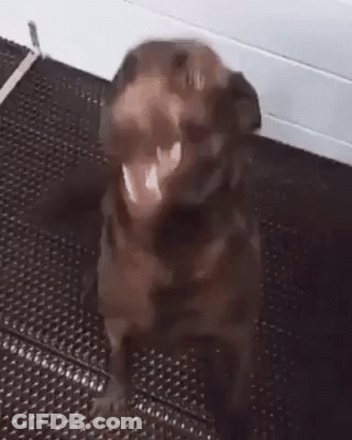 A Brown Dog Is Sitting On A Black Mat With Its Mouth Open . GIF