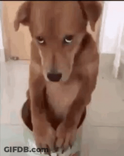 A Brown Dog Is Sitting On The Floor With Its Paws On A White Item . GIF
