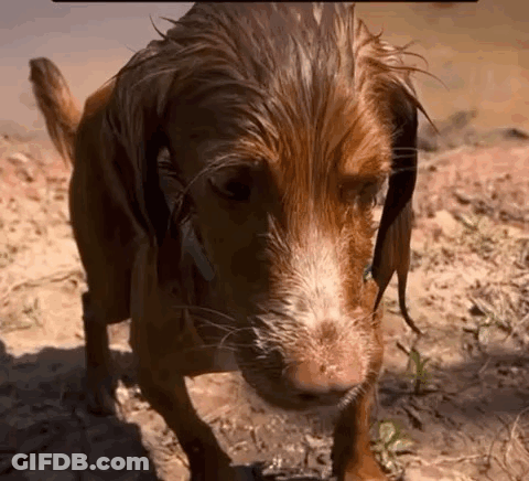A Brown Dog Is Standing In The Dirt And Looking At The Camera . GIF