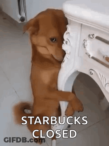A Brown Dog Is Standing Next To A Table With The Words Starbucks Closed Written On It . GIF