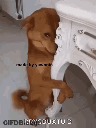 A Brown Dog Is Standing Next To A White Table With Its Paws On It . GIF