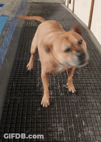 A Brown Dog Is Standing On A Black Mat GIF
