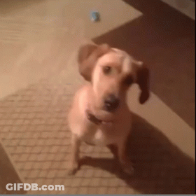 A Brown Dog Is Standing On A Tiled Floor And Looking At The Camera GIF