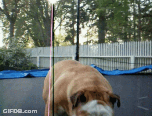 A Brown Dog Is Standing On A Trampoline GIF