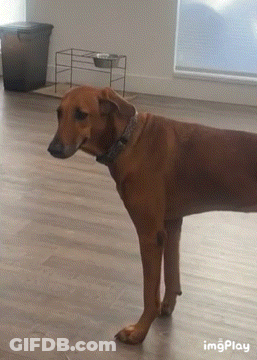 A Brown Dog Is Standing On A Wooden Floor In A Room With A Bowl On A Stand In The Background GIF