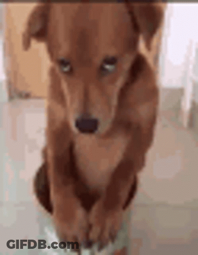 A Brown Dog Is Standing On Its Hind Legs On A Tiled Floor . GIF
