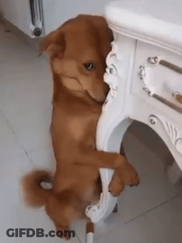 A Brown Dog Is Standing On Its Hind Legs On A White Table . GIF