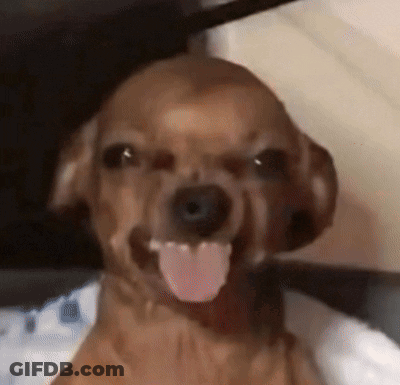 A Brown Dog Is Sticking Its Tongue Out And Smiling . GIF