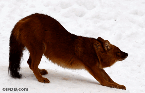 A Brown Dog Is Stretching Out Its Legs In The Snow GIF