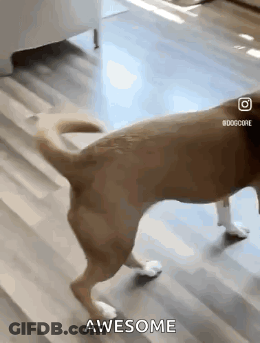 A Brown Dog Is Walking On A Wooden Floor With The Words Awesome Behind It . GIF