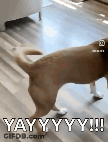 A Brown Dog Is Walking On A Wooden Floor With The Words Yay Yy Yy !!! Below It . GIF