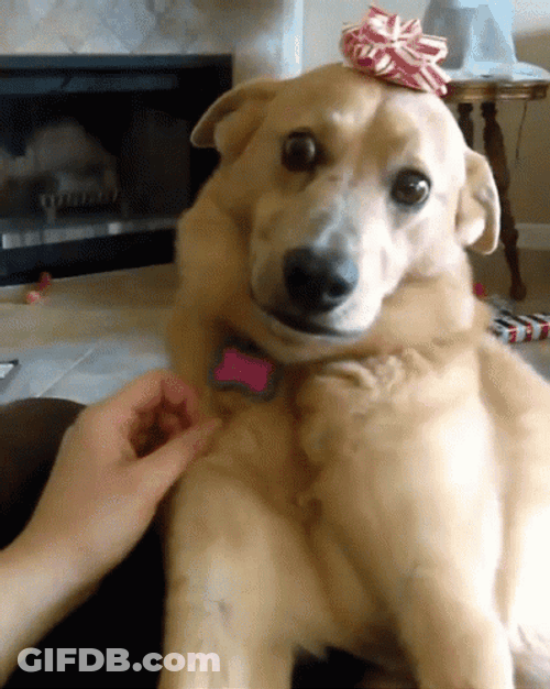 A Brown Dog Judging GIF