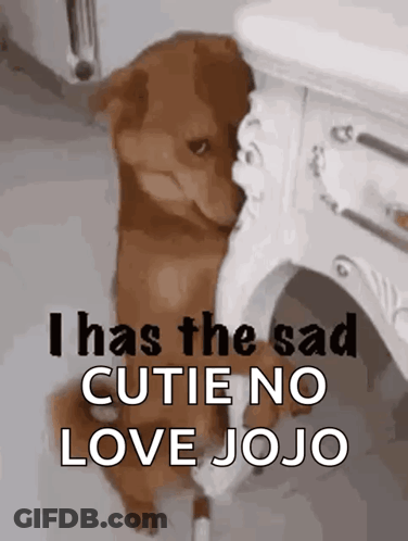 A Brown Dog Sitting Next To A White Table With The Words I Has The Sad Cutie No Love Jojo GIF
