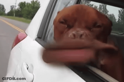A Brown Dog Sticking Its Head Out The Window Of A Car GIF