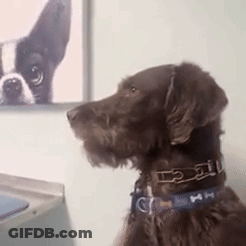 A Brown Dog Wearing A Blue Collar Is Looking At A Picture Of Another Dog . GIF