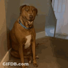 A Brown Dog Wearing A Blue Collar Is Sitting On A Staircase GIF