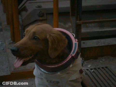 A Brown Dog Wearing A Cccp Outfit Looks Up At The Camera GIF