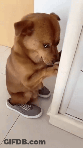 A Brown Dog Wearing A Pair Of Sneakers Is Standing On Its Hind Legs . GIF