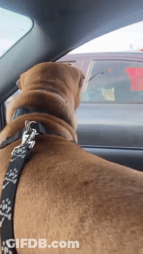 A Brown Dog With A Black And White Leash Is Sitting In A Car Looking Out The Window GIF