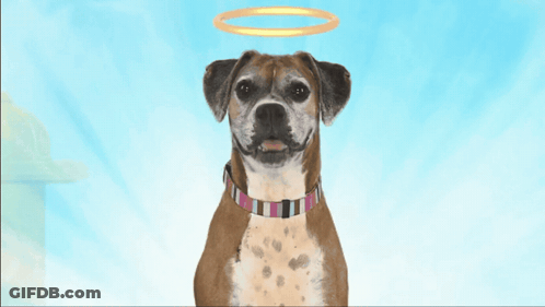 A Brown Dog With A Halo On Its Head GIF