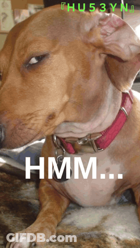 A Brown Dog With A Red Collar Is Laying Down With The Word Hmm Below It GIF