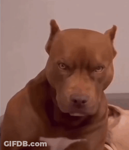 A Brown Dog With A Very Angry Look On Its Face . GIF