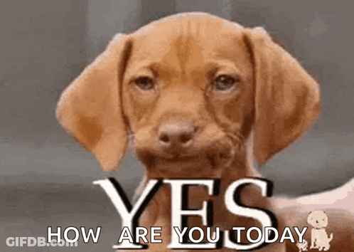 A Brown Dog With The Words Yes How Are You Today GIF