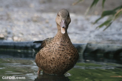 A Brown Duck Is Standing In A Pond And Looking At The Camera GIF
