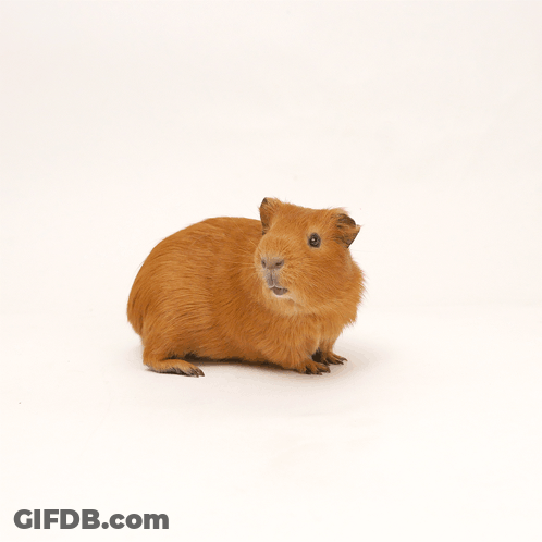 A Brown Guinea Pig With A Red Exclamation Mark Above Its Head GIF