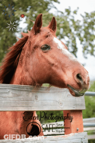 A Brown Horse Behind A Wooden Fence With The Words Eden Photography GIF