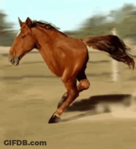 A Brown Horse Is Running On A Dirt Field GIF